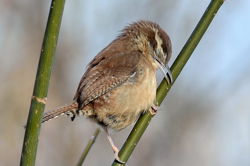 Carolinawinterkoning